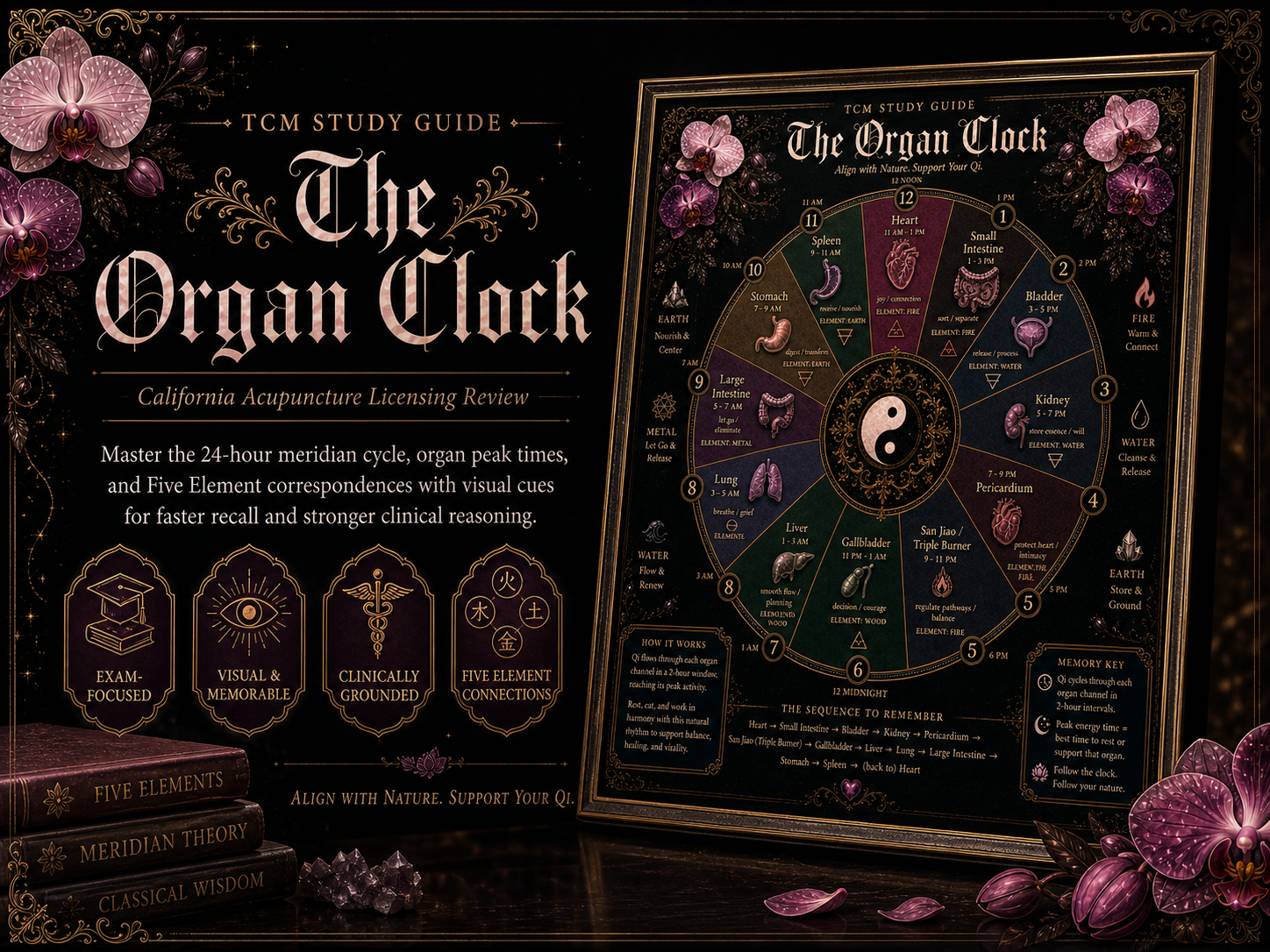 TCM Study Guide: The Organ Clock